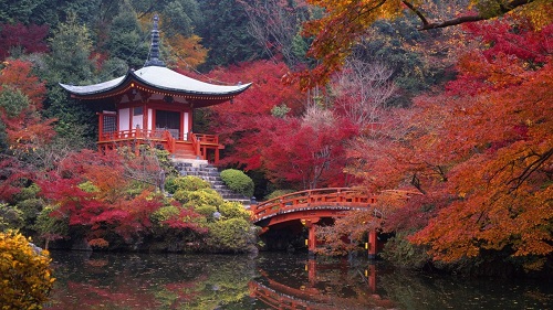 Mùa thu lá đỏ ở cố đô Kyoto Nhật Bản kéo dài từ tháng 9 đến hết tháng 11. Đây là lúc những rừng phong chuyển màu từ xanh sang đỏ, bởi vậy mùa thu ở Nhật còn gọi là mùa lá đỏ Momiji.